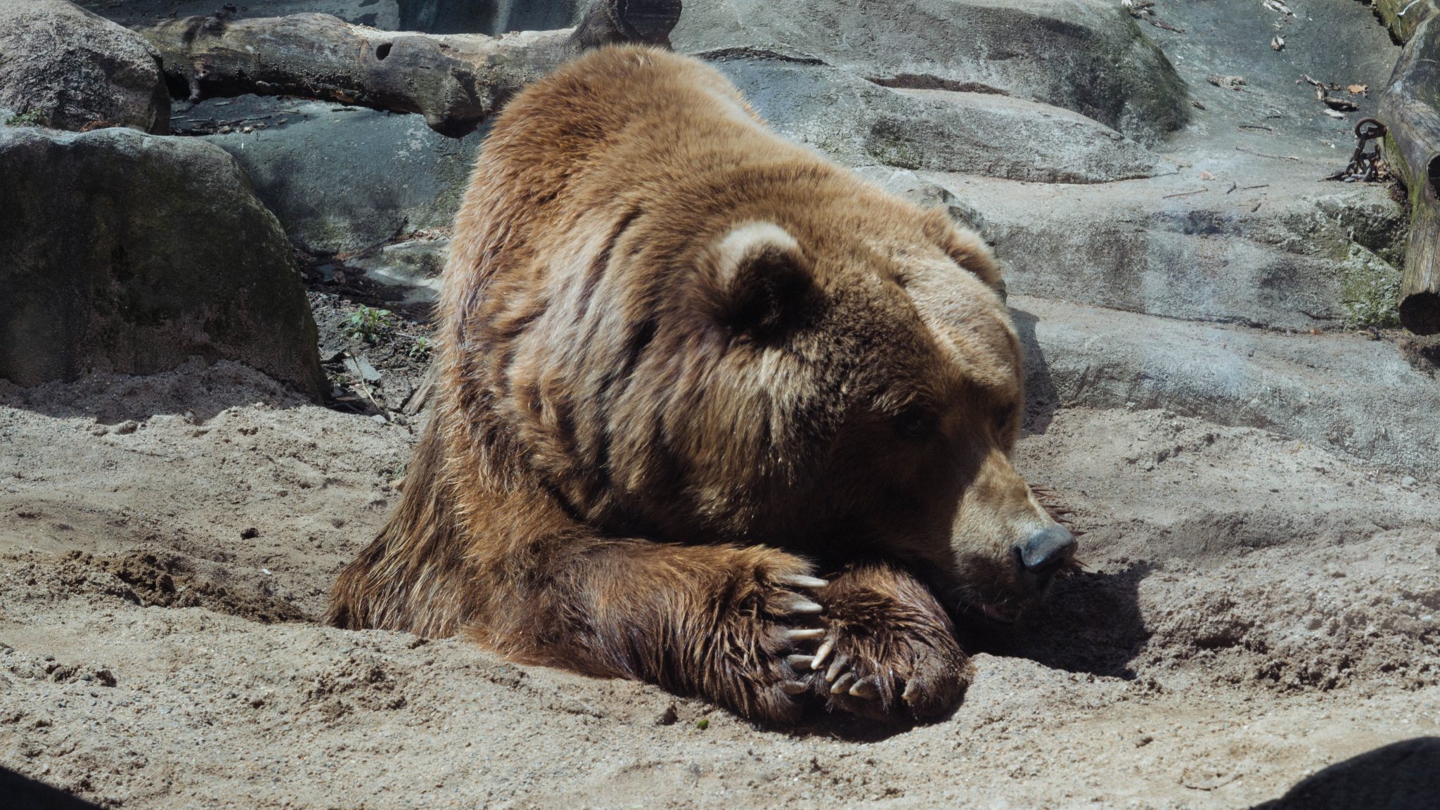 К чему снится медведь бурый большой женщине. Медведь Гризли. Бурый медведь. Толстый медведь. Жирный бурый медведь.